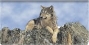 Defenders of Wildlife Wolves Checkbook Cover - click to view larger image