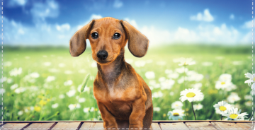 Dachshund Checkbook Cover - click to view larger image