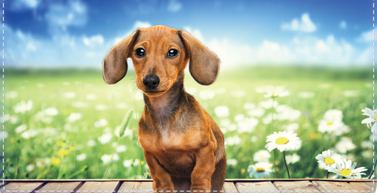 Dachshund Checkbook Cover