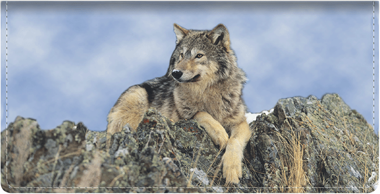 Defenders of Wildlife Wolves Checkbook Cover