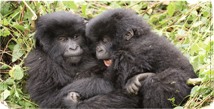 Ranger Rick Wild Babies demonstrates the fun and innocence of baby gorillas. Protect your checks from everyday use while admiring this playful image.